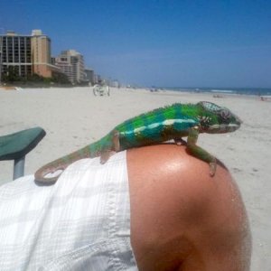 Leo chillin on Hubby's knee  at the beach