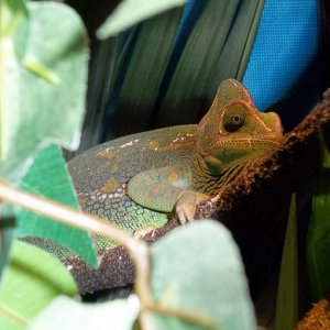 Grumpy camera shy girl today.