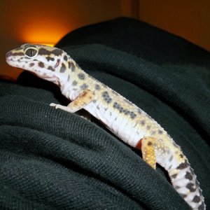 Leo during shed