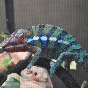 Rango, just added to his new enclosure