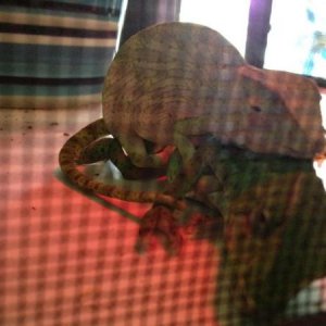 My own Captive bred breeding