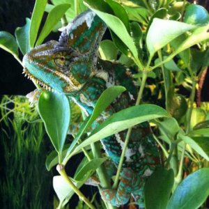 New umbrella plant, Yoshi lovin' it!