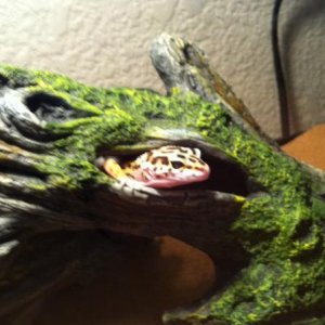 The first day we got Boga, exploring the log.