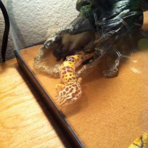 First day we got Boga, walking around the cage floor.