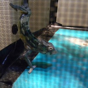 Taken July 21st 2012. He will sometimes get down on the floor of his enclosure to hunt crickets and that is what he doing here. Going after the cricke