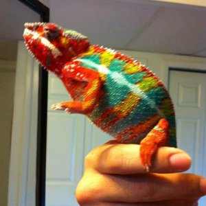 Ollie - Ambilobe