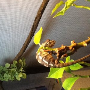 Luciano January 2012