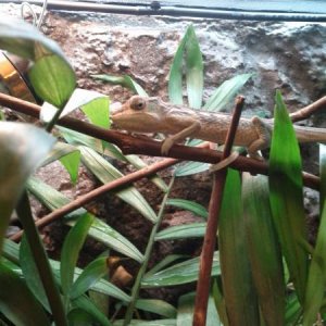 Loki, exploring his new home for the first time.