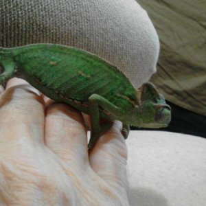 About 4 or 5 months old