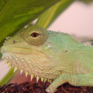 7 month old Female? Quad