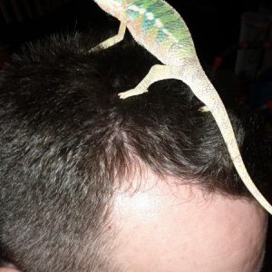 Loki found a new perch lol.