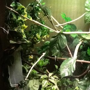 A picture of Isabella's new enclosure