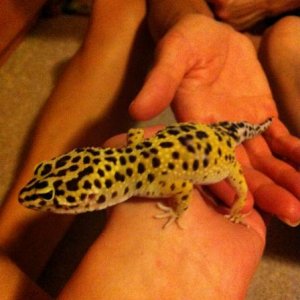 Boga climbing around.