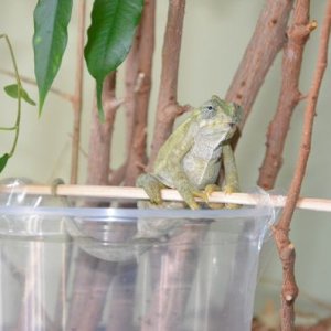 Jewel loves her feeder cup.  Her favorite place to hang out.