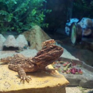 Draco - Pogona Henrylawsonii and cricket hat.