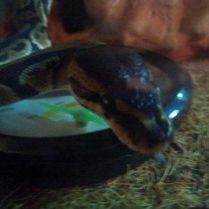 Python Regius - Tabitha