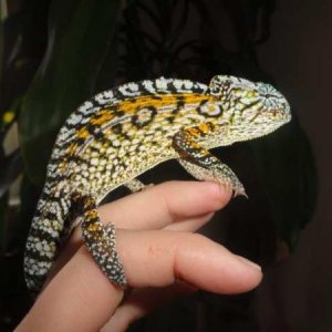 Cirus, my WC male carpet chameleon.
