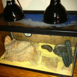 Boga's new big girl tank with sand. May be switching her back to a 20 gallon tank.