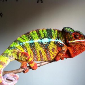 Ambilobe male 2.
