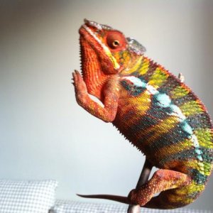 Ambilobe male 1.
