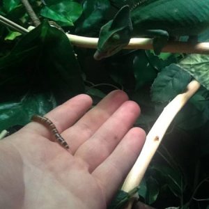 About ready to pick that one off