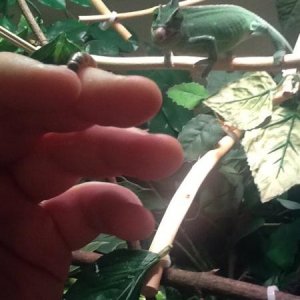 Getting ready to launch...