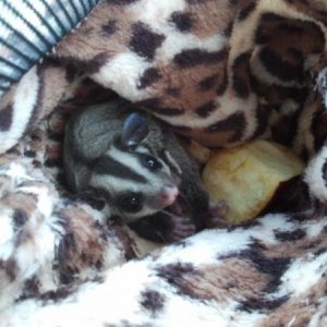 Snackin on apple in her pouch.