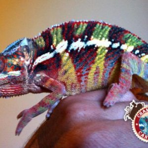 Another one of the males we imported and now one of our breeders! (Ambilobe).