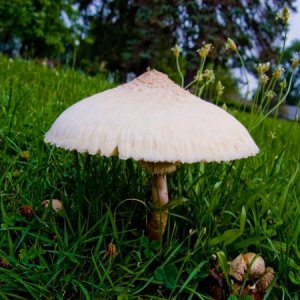mushroomc