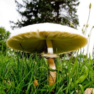 mushroomb