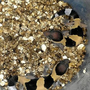 Baby fat-tail geckos we hatched.