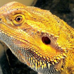 My 500 gram bearded dragon chewwy and he's only 18 months. He still might grow some more :)