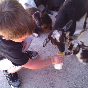 Feeding goats