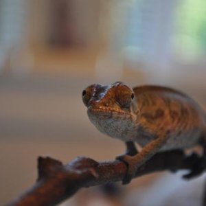 Franklin