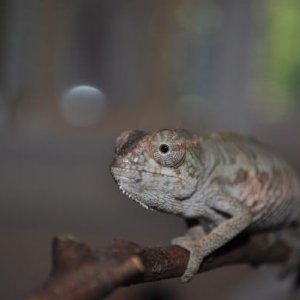 Franklin