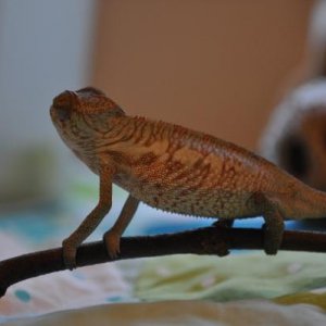 Franklin