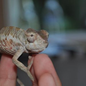 Franklin