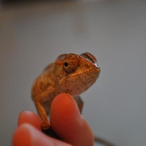Franklin