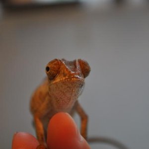 Franklin