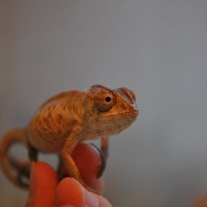 Franklin