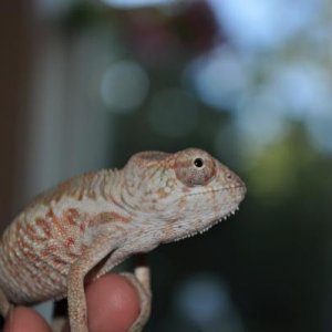 Franklin