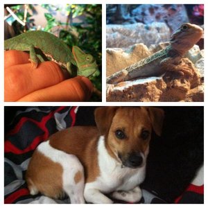 My Animals