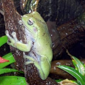 The Captain hanging out on his favorite branch.
