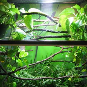 Small plants