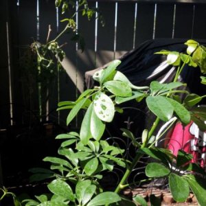 Yoshi out side enjoying the sun.