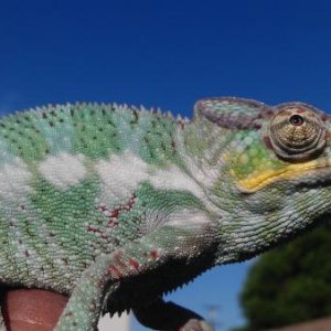 IMAG1574 GODZILLA