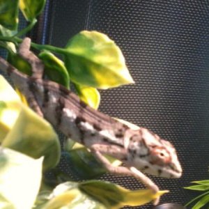 my new baby mojo, 3m 3/12