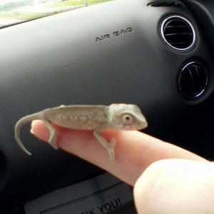 Tiny Teca