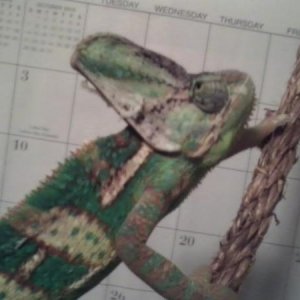 Climbing his free-range rope