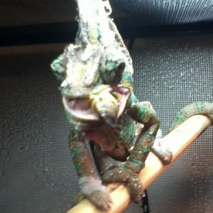 Om nom nom!